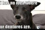 doggiedentures