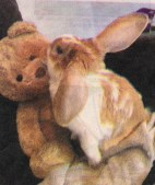 rabbitteddy 001